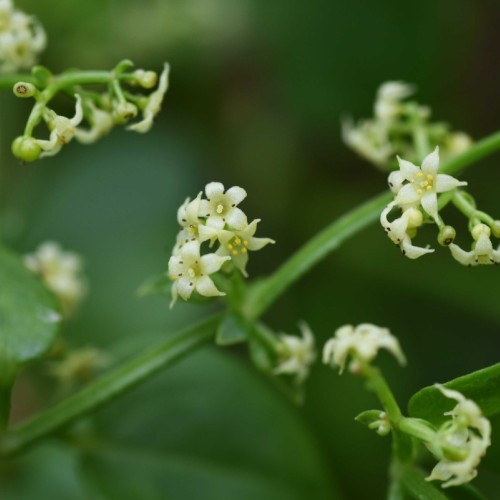 Des plantes colorées vont fleurir à Rouen