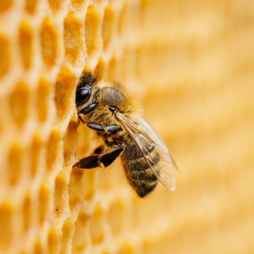 Mieux connaître les abeilles