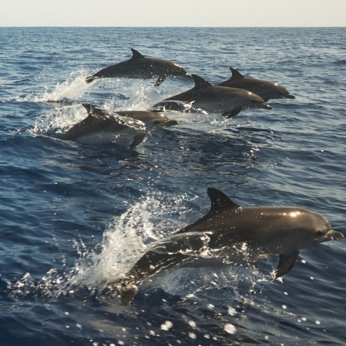 Des animations pédagogiques et ludiques autour de la protection marine à La Seyne-sur-Mer