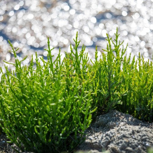À la découverte des plantes sauvages de Normandie