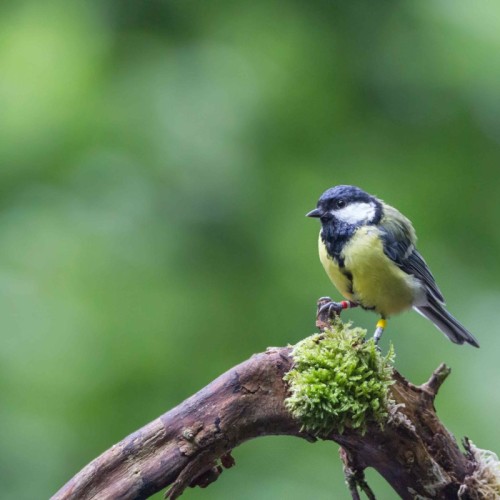 À Rouen, une balade naturaliste pour observer la biodiversité en ville