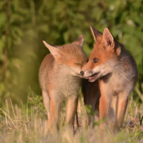 Lille et ses environs fêtent la nature