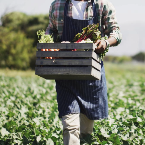 Un festival pour réfléchir à son alimentation