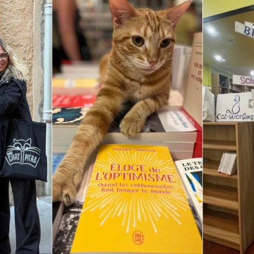 Une librairie à chats a ouvert ses portes à Bordeaux