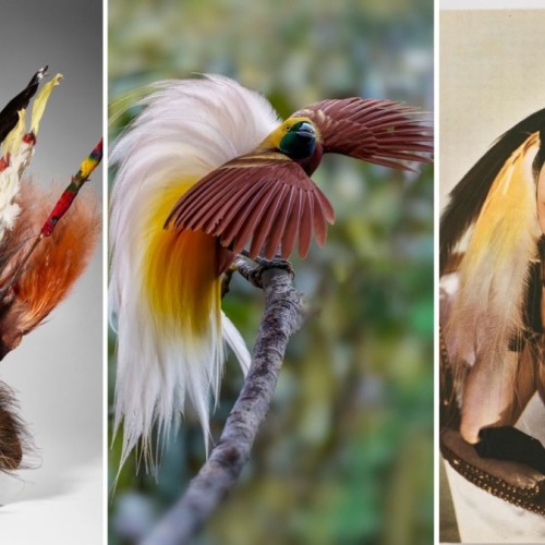Sur les traces d'un oiseau extraordinaire au musée du quai Branly