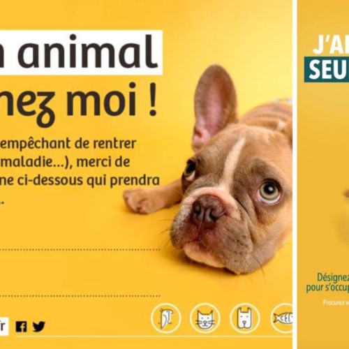 "J'ai un animal seul chez moi", la carte de prise en charge en cas d'urgence médicale