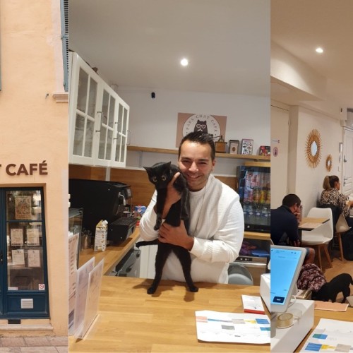 Boire son café en bonne compagnie dans un bar à chats à Toulon