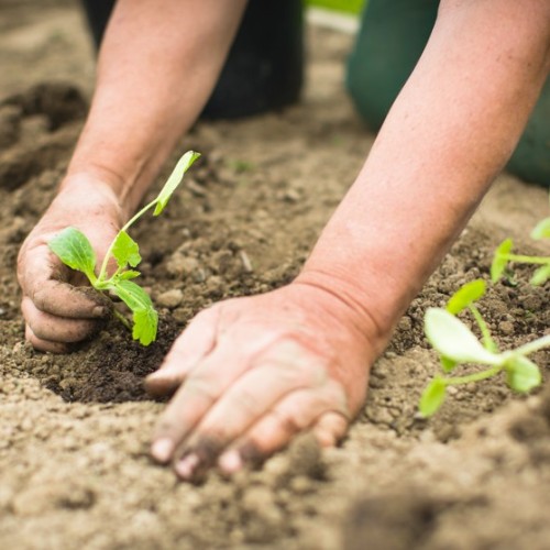 Un chantier participatif de plantations au jardin Pré St Gall