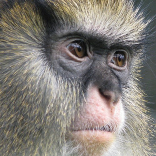 Rennes : une conférence pour percer les secrets du langage animal