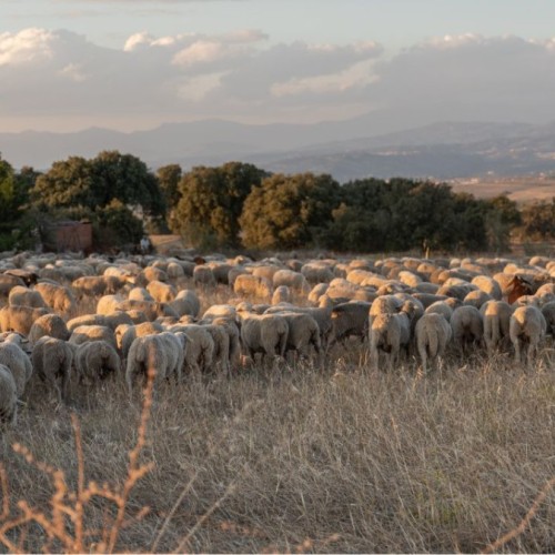 Une transhumance urbaine dans l'agglomération grenobloise