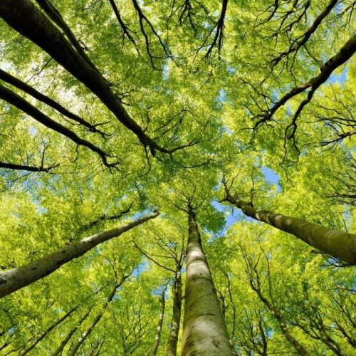 Grenoble : La nature à l'honneur