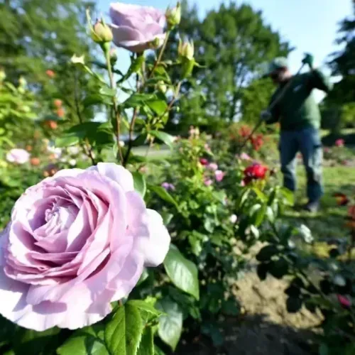 Venez humer le parfum des roses à Nantes
