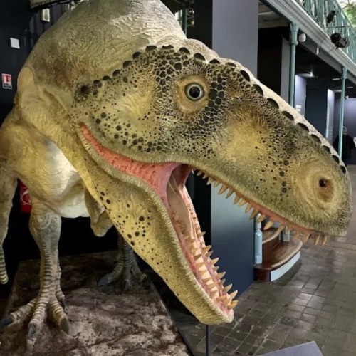 Le chantier de rénovation du Musée d'histoire naturelle de Lille est entré dans sa phase 2 début mai 2026