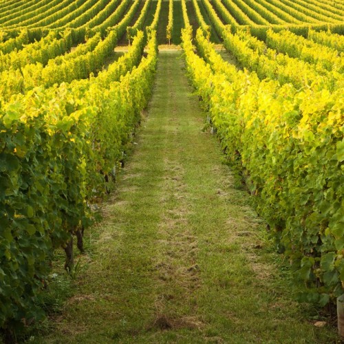 Terre Apara : la solution venue du sol pour sauver les vignes