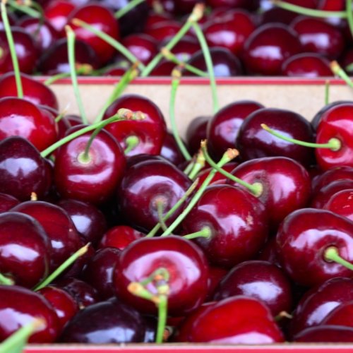 Un festival dédié à la cerise à Lyon