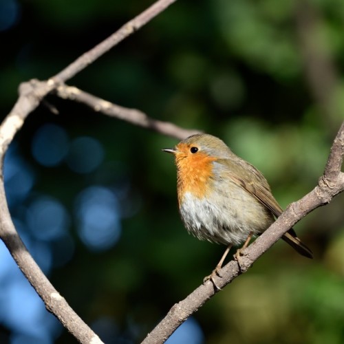 Le chiffre : 85% des oiseaux nicheurs sont présents en Paca