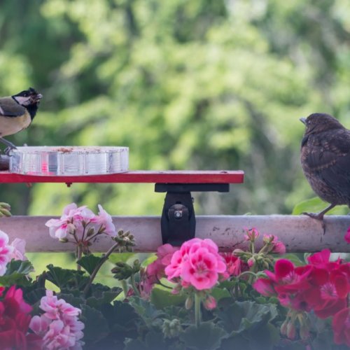 Lyon : un festival dédié aux oiseaux à Gerland