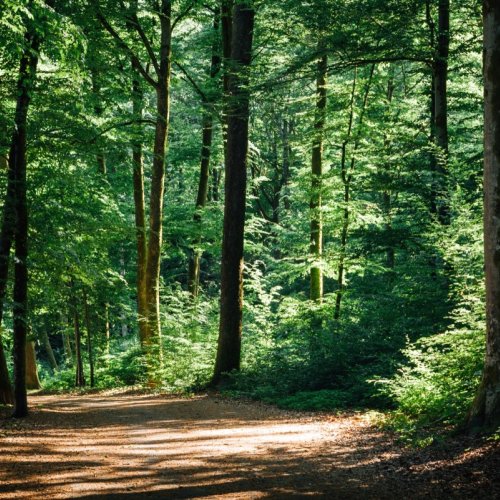 Autour de Lyon : redécouvrir les forêts de la région