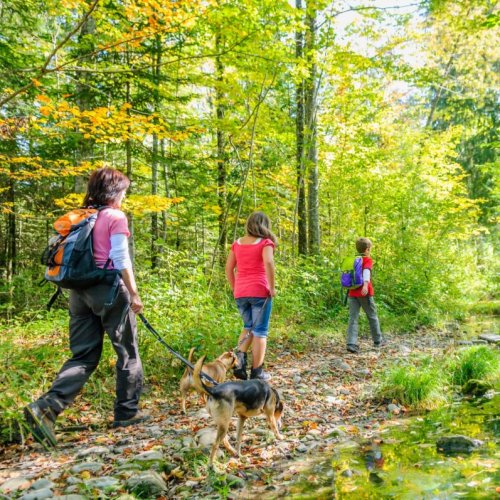 Redécouvrir les forêts autour de la capitale