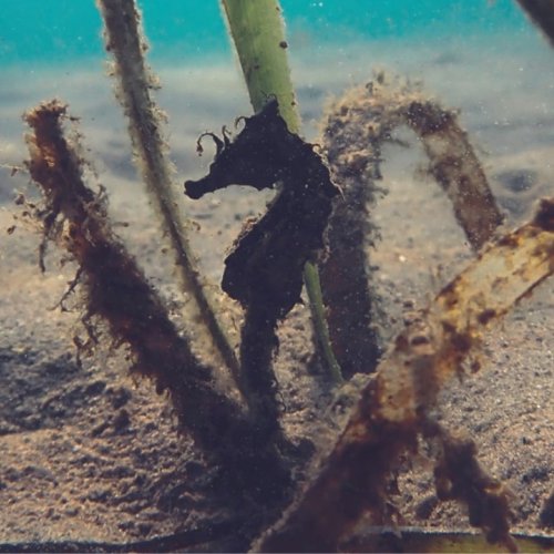 Faire revenir des hippocampes au Brusc à à Six-Fours-les-Plages