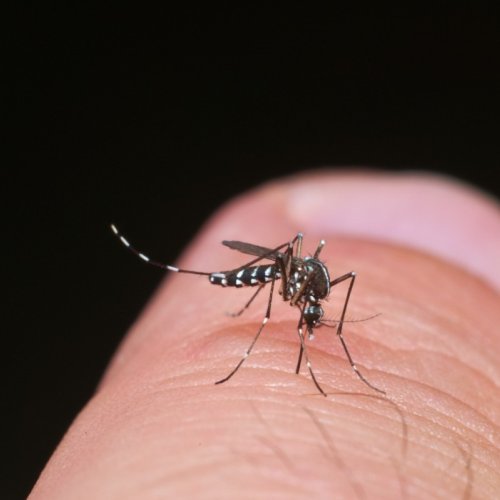 Thomas Margueron : « 97 % de la population de Paca vit au contact du moustique tigre »