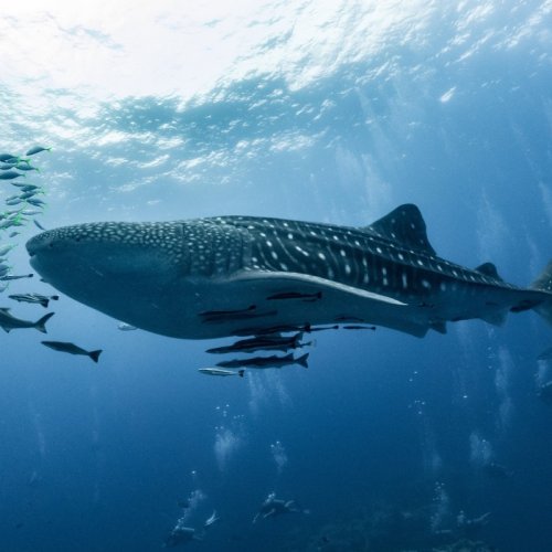 Un documentaire diffusé à Marseille milite pour faire reconnaître des droits à l'Océan
