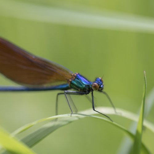 Rennes : partez à la découverte des habitants de la mare des prairies Saint-Martin