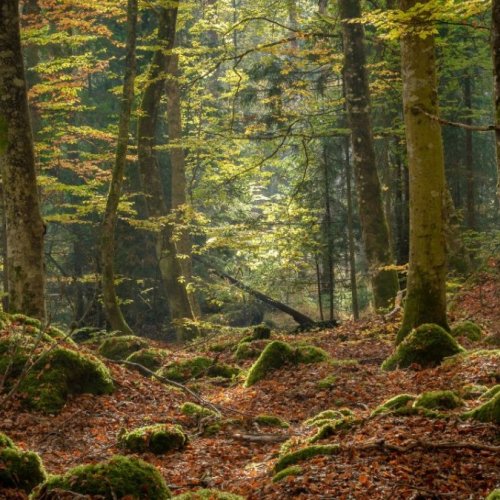 Près de Grenoble : Le festival "Les nuits des forêts" s’invite au Sappey