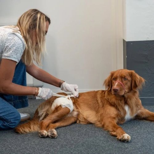 À Lyon, Santévet apprend les premiers secours canins à ses salariés