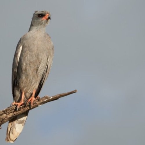 85 % des oiseaux nicheurs sont présents dans notre région